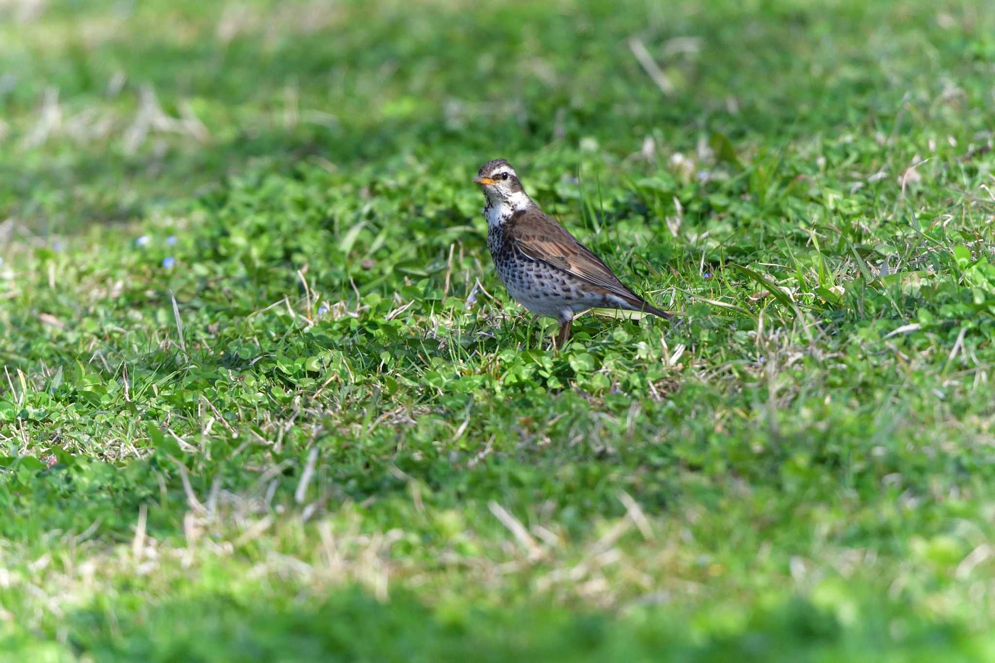 Dusky Thrush