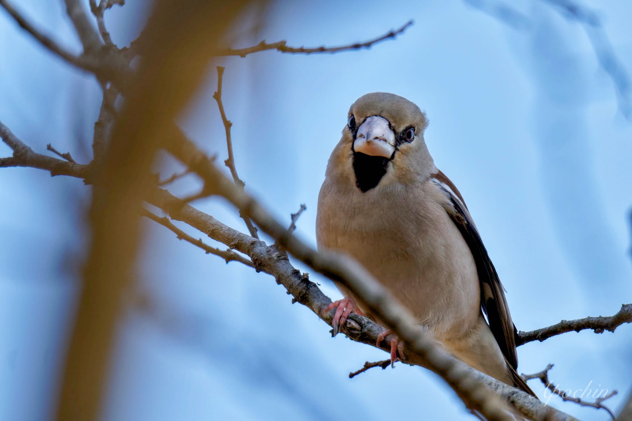 Photo of Hawfinch at Maioka Park by アポちん