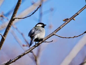 シジュウカラ 柏市近郊 2024年3月20日(水)