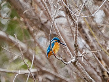 Common Kingfisher 手賀沼遊歩道 Tue, 3/19/2024