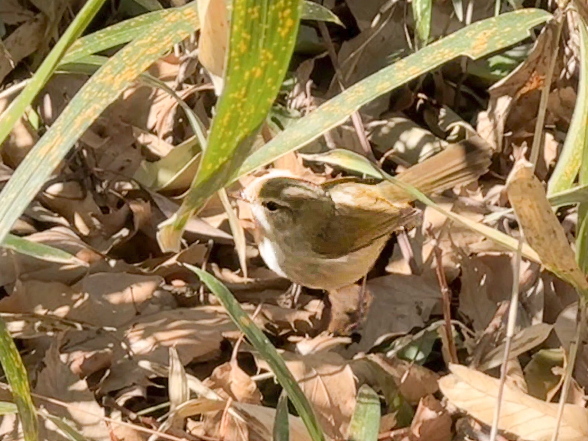 Japanese Bush Warbler