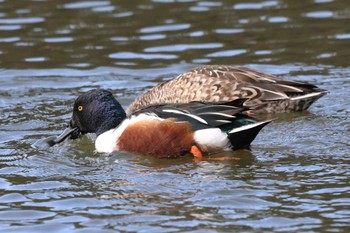 ハシビロガモ 明石公園 2024年2月4日(日)