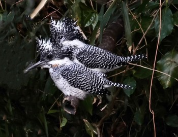 Crested Kingfisher 矢作川 Unknown Date