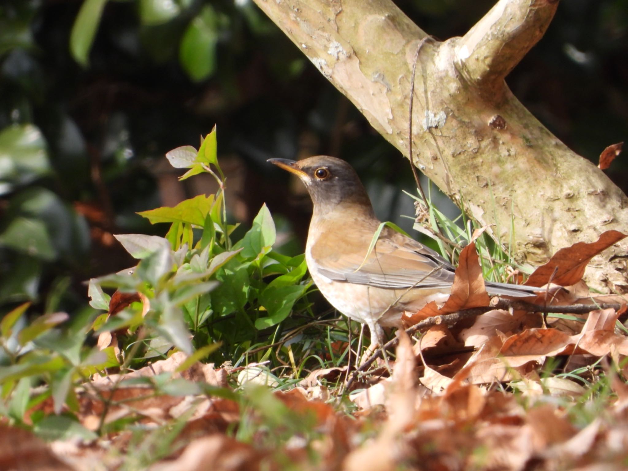 Pale Thrush