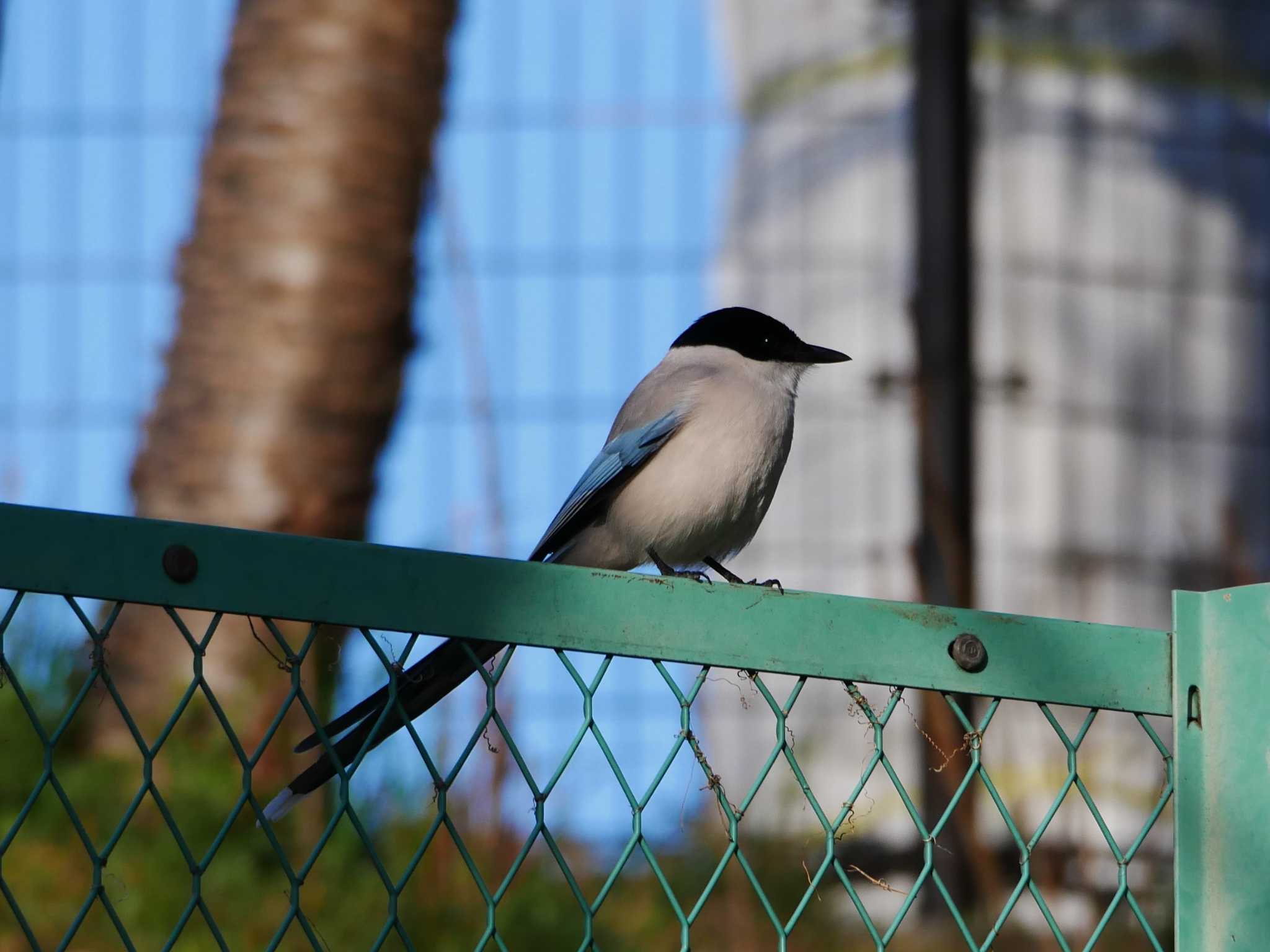Photo of Azure-winged Magpie at 東京都 by アカウント8018