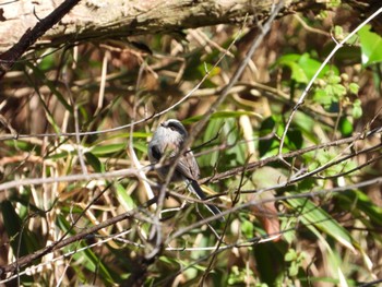 Long-tailed Tit Higashitakane Forest park Thu, 3/21/2024