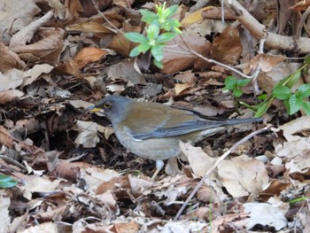 Pale Thrush Higashitakane Forest park Thu, 3/21/2024