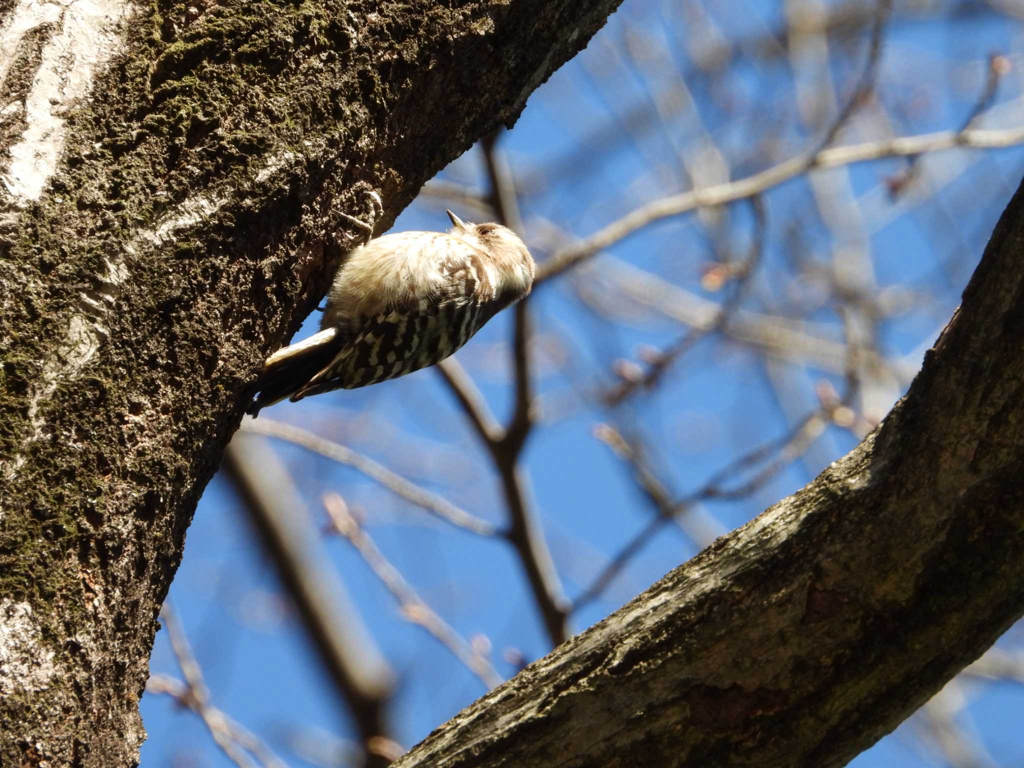 Photo of Japanese Pygmy Woodpecker at Higashitakane Forest park by ヨシテル