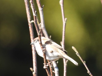 Eurasian Tree Sparrow Higashitakane Forest park Thu, 3/21/2024