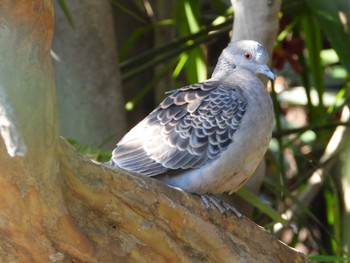 Oriental Turtle Dove Higashitakane Forest park Thu, 3/21/2024