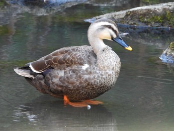 Eastern Spot-billed Duck Higashitakane Forest park Thu, 3/21/2024