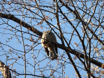 Brown-eared Bulbul Higashitakane Forest park Thu, 3/21/2024