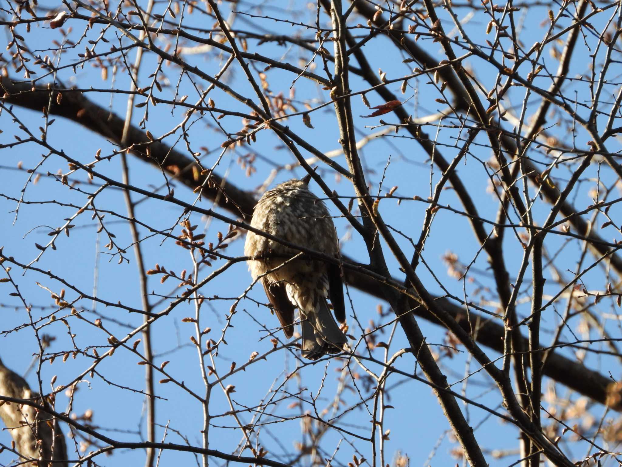 東高根森林公園 ヒヨドリの写真 by ヨシテル