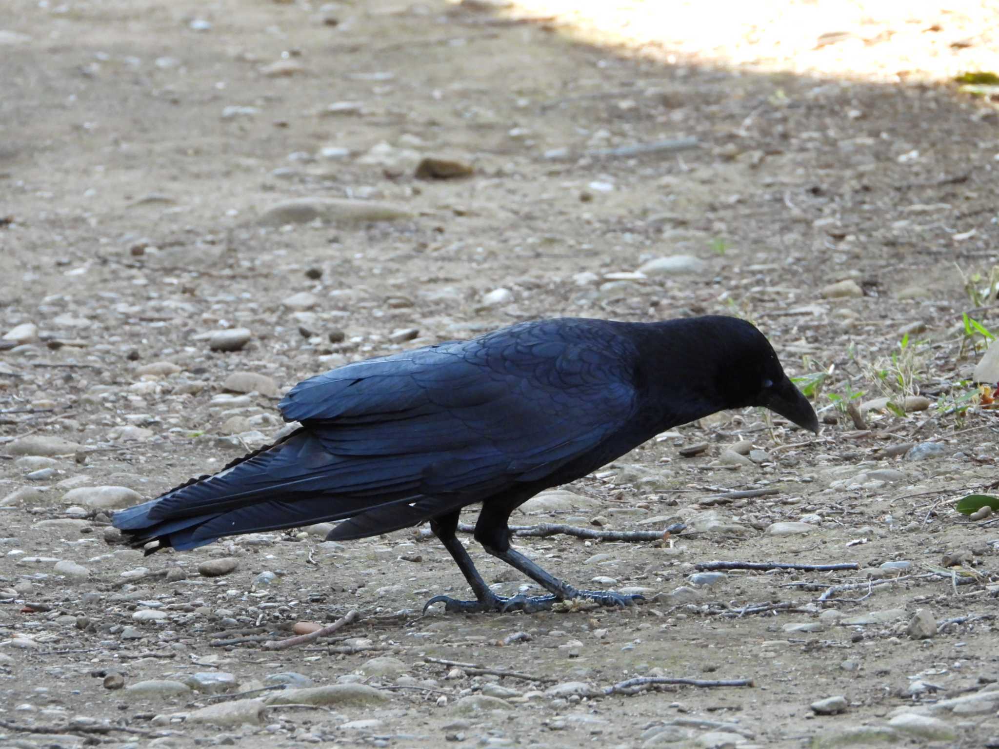 Carrion Crow