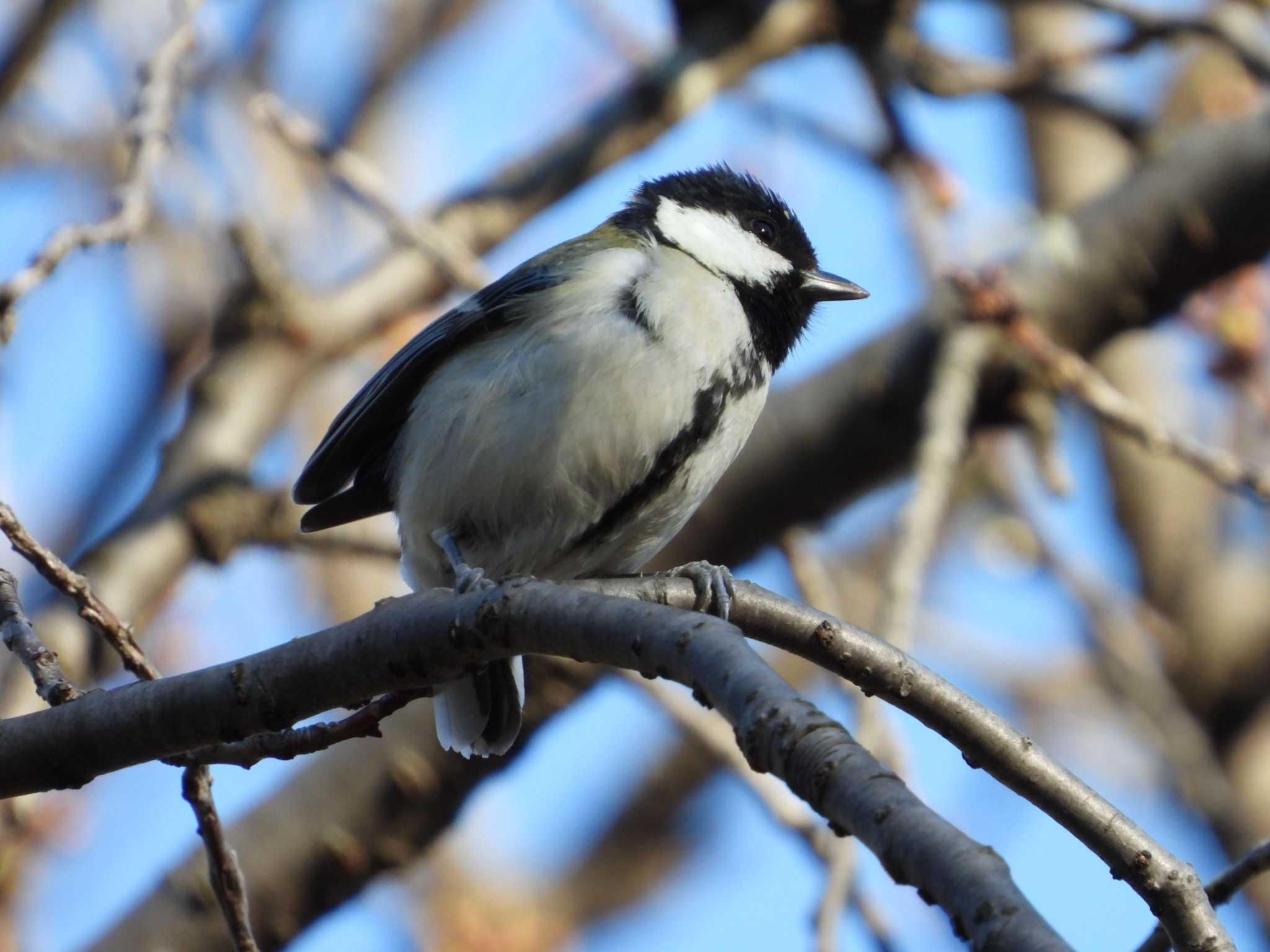 Photo of Japanese Tit at Higashitakane Forest park by ヨシテル