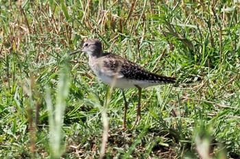 Wood Sandpiper ウガンダ Thu, 3/14/2024