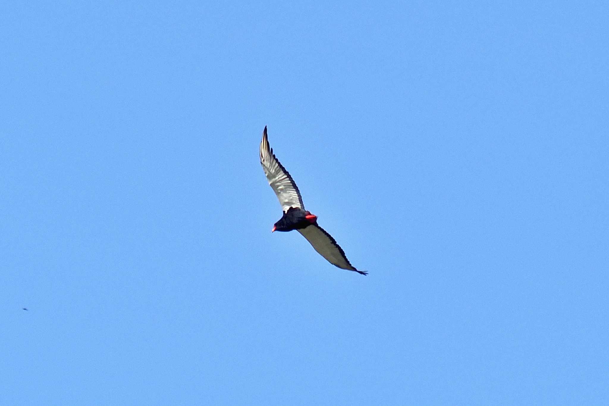 Photo of Bateleur at ウガンダ by 藤原奏冥