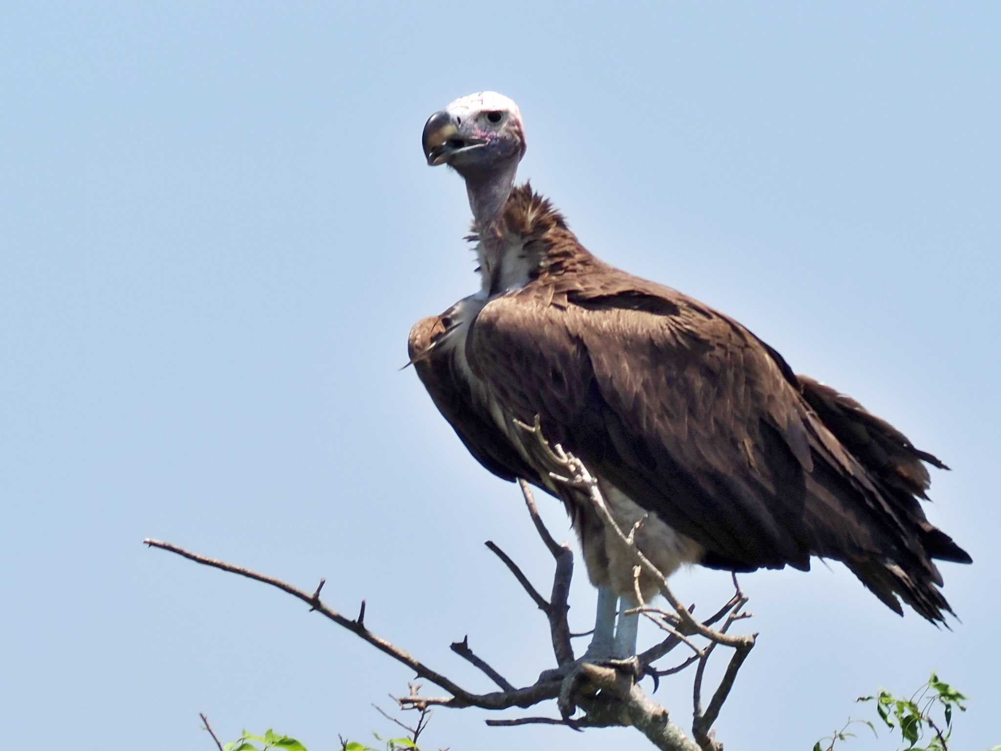 Photo of Lappet-faced Vulture at ウガンダ by 藤原奏冥