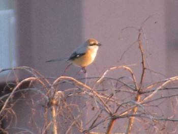 Bull-headed Shrike 矢田川 宮前橋付近(愛知県) Thu, 3/21/2024