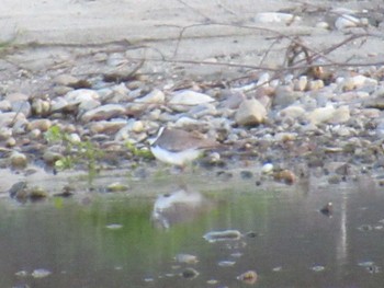 Little Ringed Plover 矢田川 宮前橋付近(愛知県) Thu, 3/21/2024