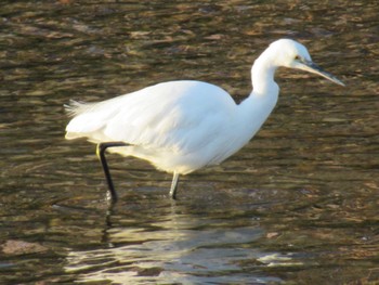 Medium Egret 矢田川 宮前橋付近(愛知県) Thu, 3/21/2024