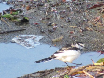 White Wagtail 矢田川 宮前橋付近(愛知県) Thu, 3/21/2024