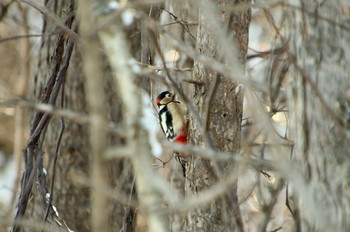 Great Spotted Woodpecker(japonicus) 濤沸湖 Sun, 12/2/2018