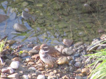 Dusky Thrush 矢田川 宮前橋付近(愛知県) Thu, 3/21/2024