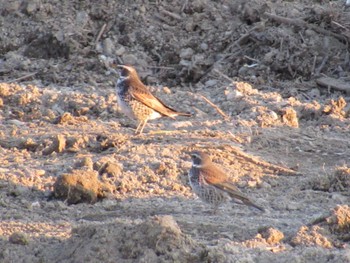 Dusky Thrush 矢田川 宮前橋付近(愛知県) Thu, 3/21/2024