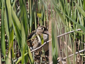 2024年3月21日(木) 境川遊水地公園の野鳥観察記録