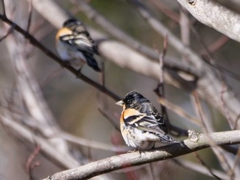 Brambling 秩父 Sat, 3/9/2024