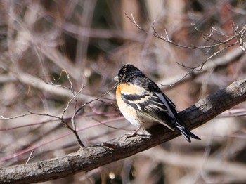 Brambling 秩父 Sat, 3/9/2024