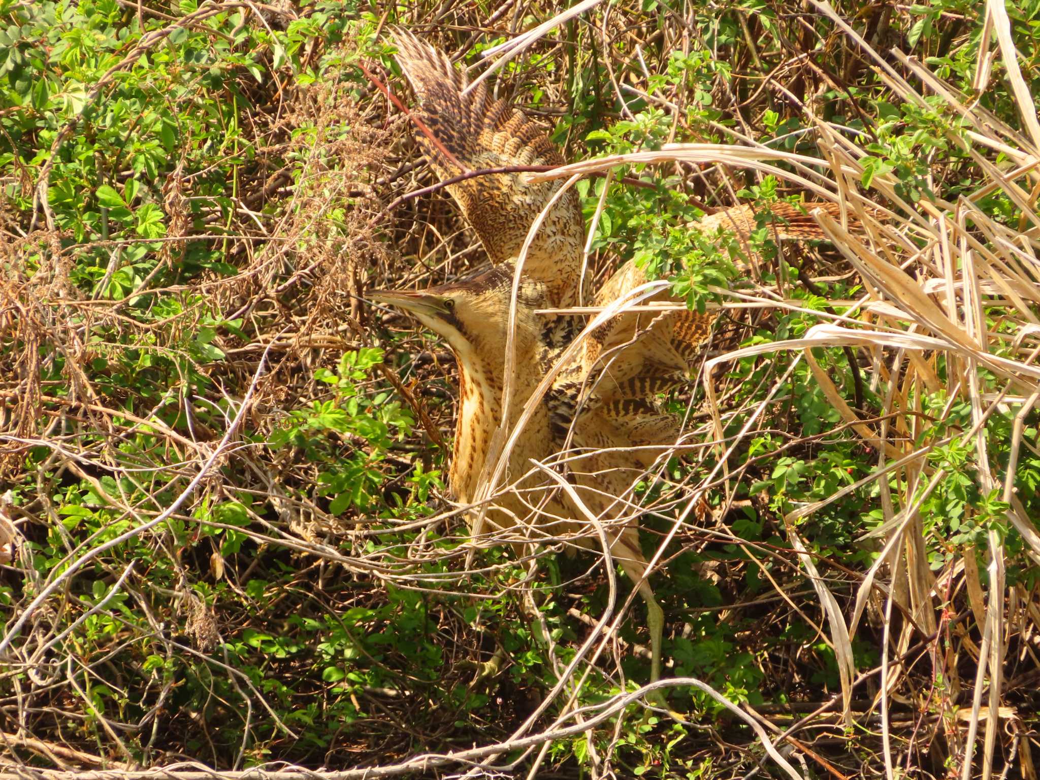 Photo of Eurasian Bittern at Oizumi Ryokuchi Park by ゆ