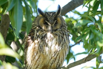 Long-eared Owl 岐阜市 Thu, 3/21/2024