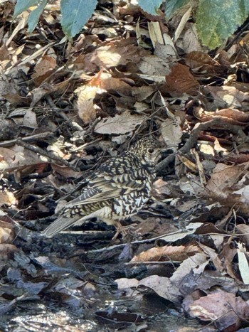 White's Thrush Kodomo Shizen Park Thu, 3/21/2024