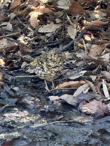 White's Thrush Kodomo Shizen Park Thu, 3/21/2024