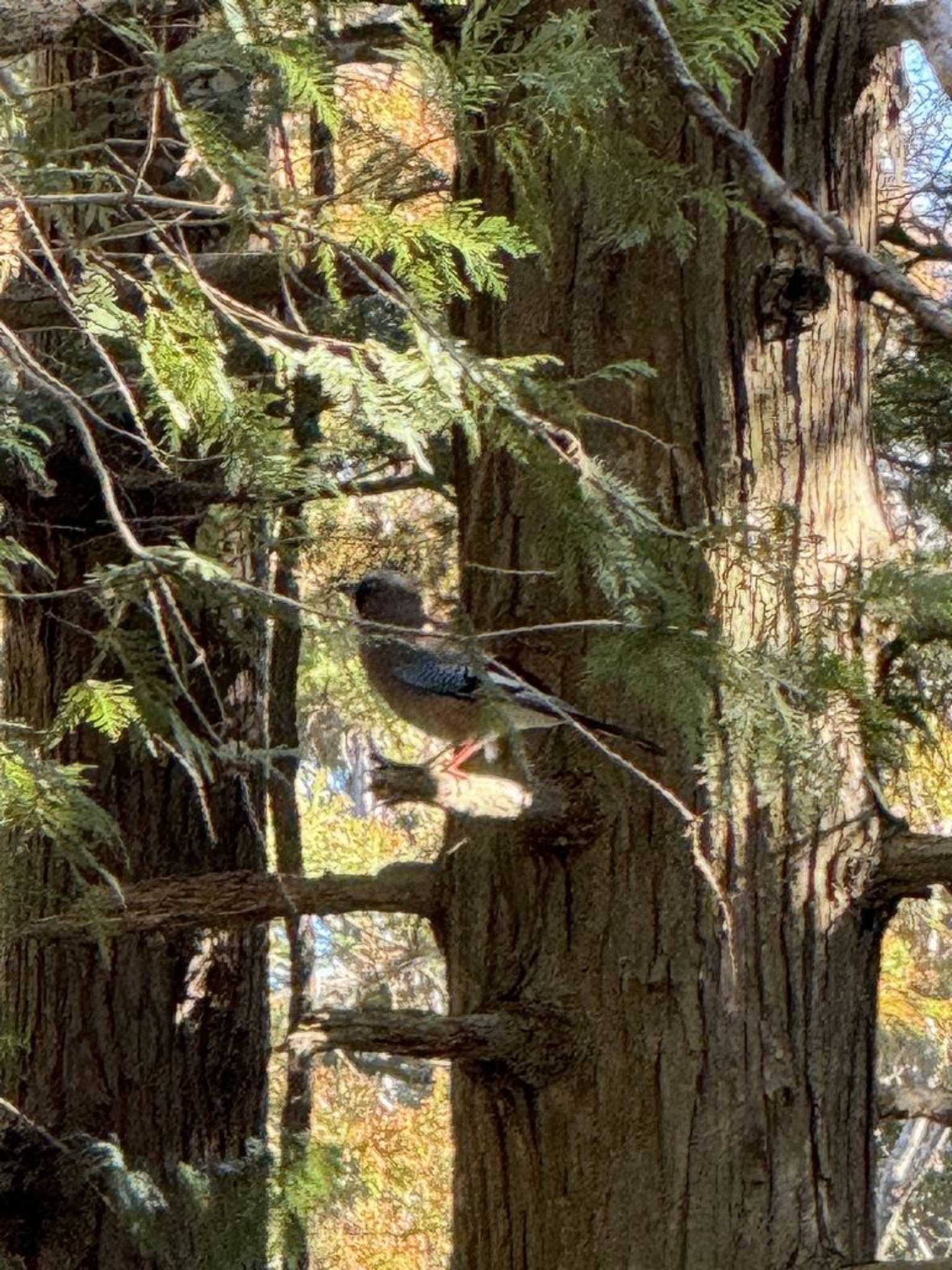 Photo of Eurasian Jay at Kodomo Shizen Park by Dp KAKi