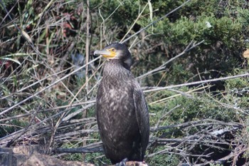 カワウ 見沼自然公園 2024年3月19日(火)