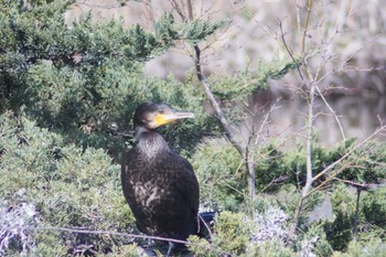 Great Cormorant 見沼自然公園 Tue, 3/19/2024