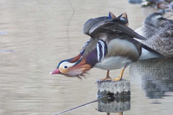 Mandarin Duck 見沼自然公園 Tue, 3/19/2024