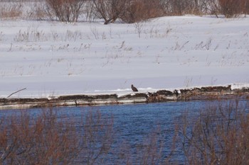 White-tailed Eagle 石狩川 Sun, 1/28/2024