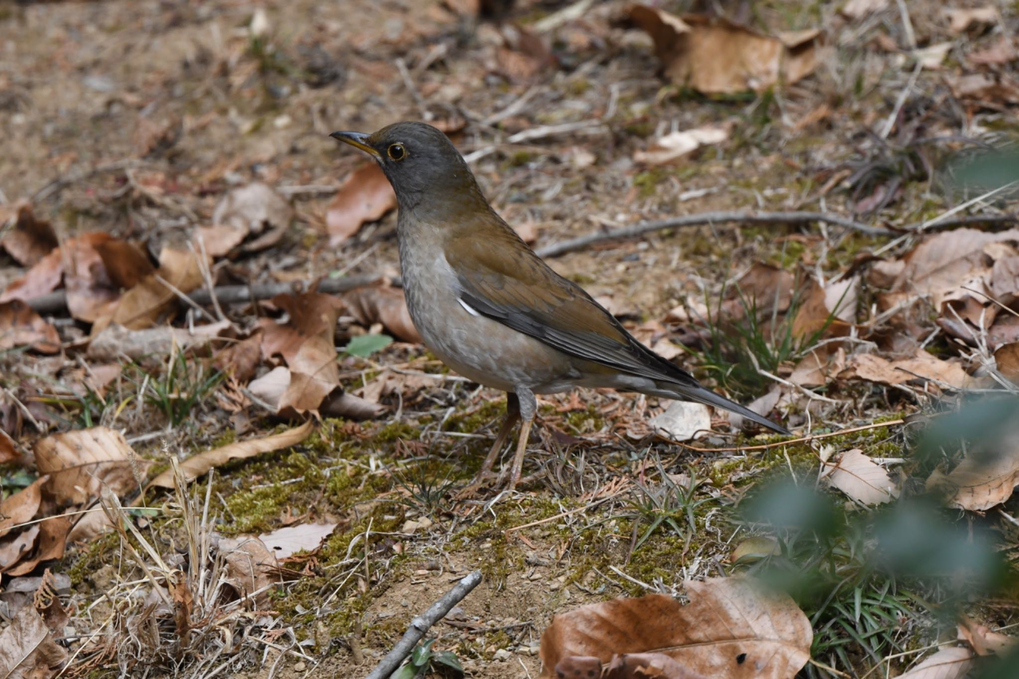 Pale Thrush