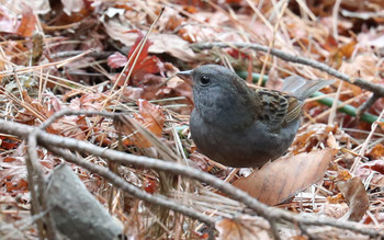 Grey Bunting 東京都多摩地域 Thu, 12/13/2018