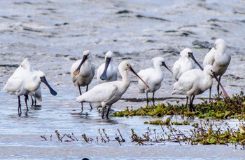 Black-faced Spoonbill 江津湖 Wed, 3/20/2024