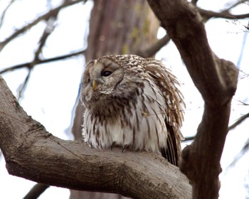 Ural Owl Unknown Spots Tue, 3/19/2024