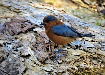 Varied Tit Mizumoto Park Thu, 3/21/2024