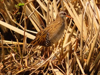 Brown-cheeked Rail Oizumi Ryokuchi Park Thu, 3/21/2024