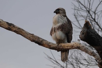 2024年3月17日(日) 多摩川トライアングルの野鳥観察記録