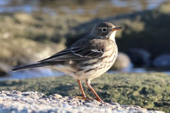 2023年11月21日(火) 多摩川河川敷の野鳥観察記録