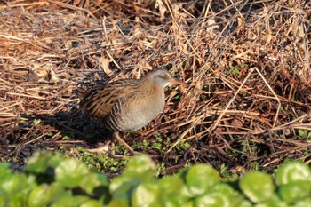 Brown-cheeked Rail 多摩川河川敷 Sun, 1/14/2024